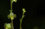 Beaked agrimony